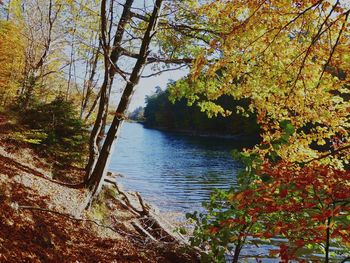 Scenic view of lake in forest during autumn
