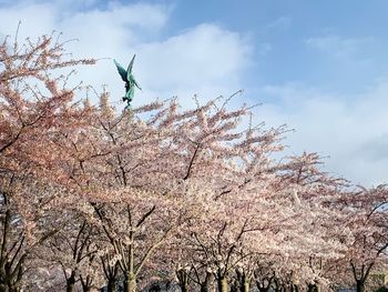 Low angle view of cherry blossoms against sky