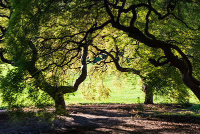 Trees in forest