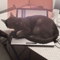 Cat sleeping on couch