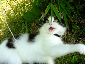 Close-up of cat yawning on grass