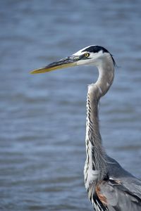 A great blue heron standing in shallow water.