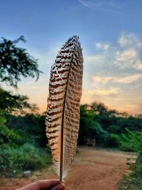 Close-up of hand holding feather against sky during sunset