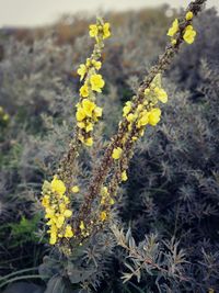 Close-up of yellow flower growing on plant