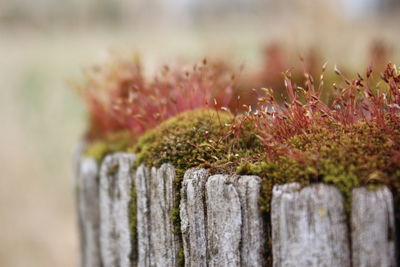 Close up of wood