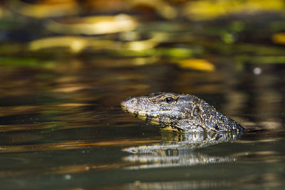 Close-up of crocodile in water