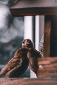 Close-up of a bird