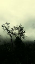 Low angle view of silhouette tree against sky