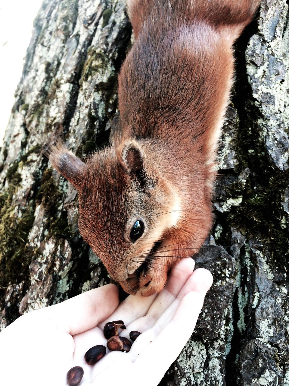 animal themes, one animal, tree trunk, squirrel, wildlife, holding, animals in the wild, person, tree, mammal, part of, eating, day, close-up, outdoors, bark, rodent