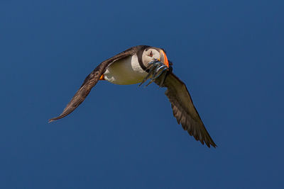 Low angle view of puffin flying while holding fish in beak against clear blue sky