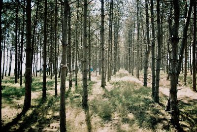 Pine trees in forest