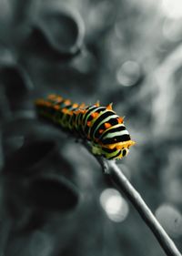 Close-up of insect on yellow background