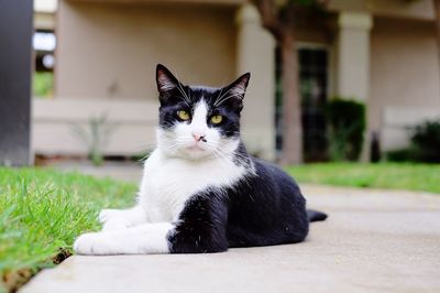 Portrait of black cat sitting on footpath in back yard