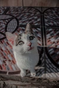 Portrait of cat sitting on floor