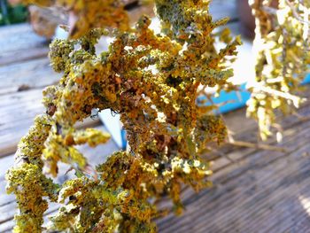 Close-up of cherry blossoms in spring
