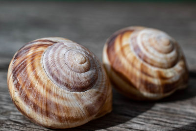 Close-up of snail on table