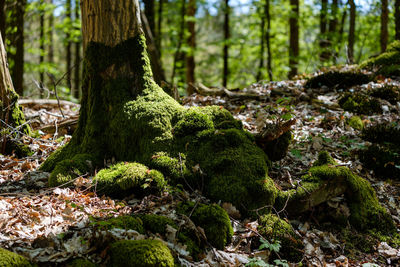 Moss growing on tree trunk
