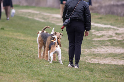 Dogs of different breeds approach each other outdoor on the grass.