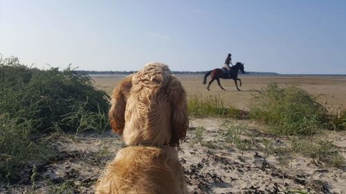 Close-up of dog against man horseback riding on ground