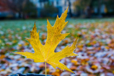 Close-up of yellow maple leaf during autumn