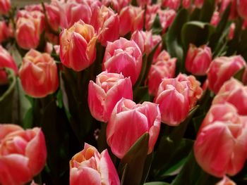 Close-up of pink tulips