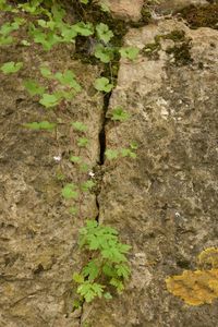 Plants growing on tree trunk