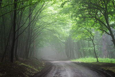 Dirt road in the foggy forest