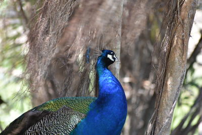 Close-up of peacock perching on tree trunk