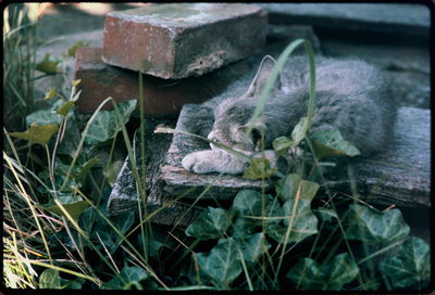 Close-up of plants