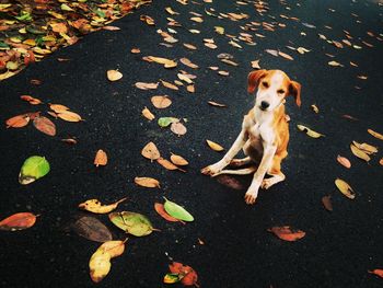 High angle view of dog sitting on road with leaves during autumn