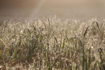 Close-up of plants growing on field