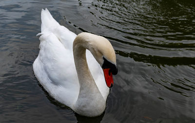 High angle view of swan floating on lake