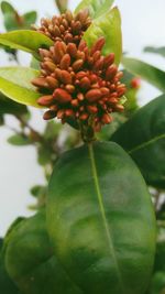 Close-up of flower growing on tree