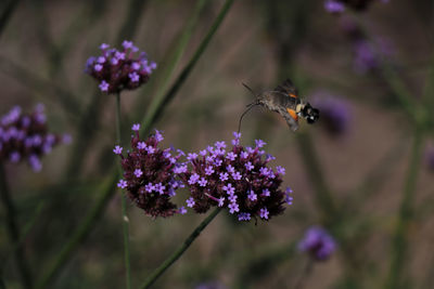 Close-up of hummingbird hawkmoth pollinating on purple flowering plant