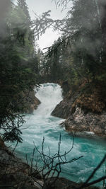 Scenic view of waterfall in forest