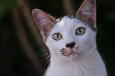 Close-up portrait of white cat