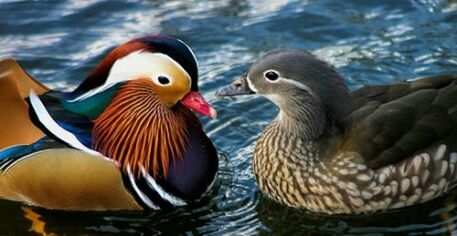 Close-up of mallard duck