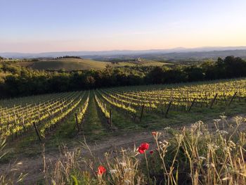 Scenic view of vineyard against sky during sunset