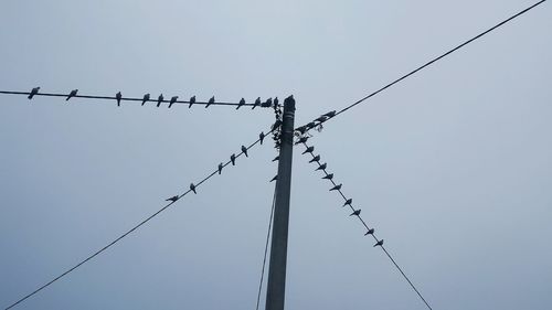 Low angle view of birds on electricity pylon against clear sky