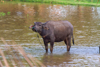 Elephant drinking water in lake