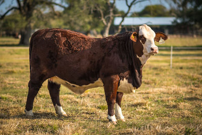 Cow standing in a field