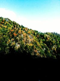 Scenic view of forest against clear sky