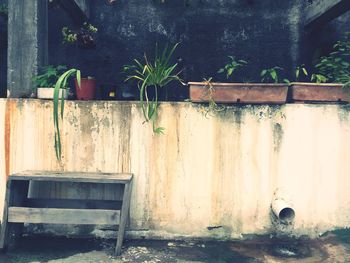 Close-up of potted plant