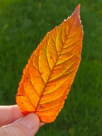 Close-up of hand holding maple leaf