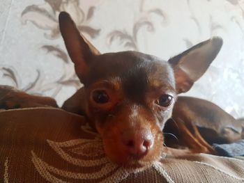 Close-up portrait of dog on bed at home