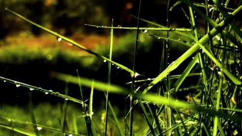 Close-up of wet spider web on plants