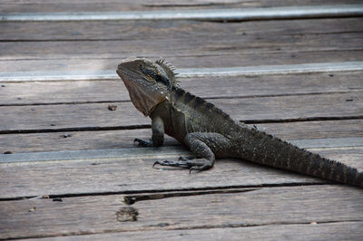 Iguana on a deck