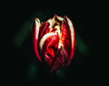 Close-up of red rose against black background