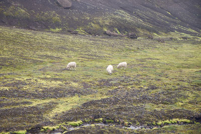 View of sheep grazing in field