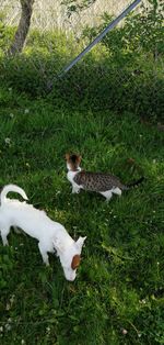 High angle view of birds on grassy field